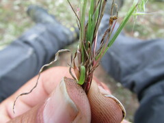 Muhlenbergia uniseta
