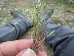 Muhlenbergia uniseta