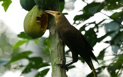 Psarocolius angustifrons