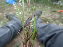Muhlenbergia uniseta