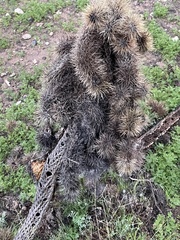 Cylindropuntia bigelovii