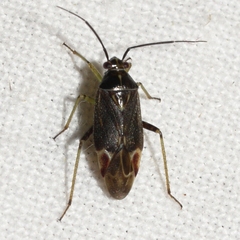 Lygidea