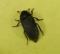 Dermestes