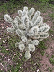 Cylindropuntia bigelovii