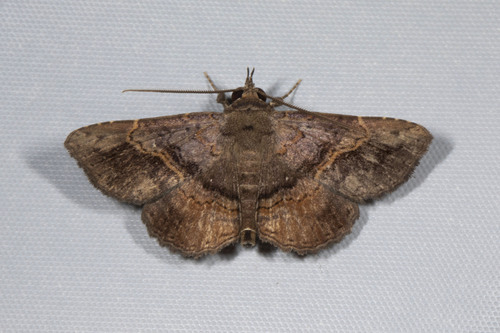 Phaeoblemma contracta
