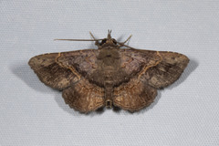 Phaeoblemma contracta