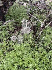 Cylindropuntia bigelovii