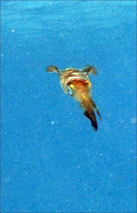 Sepioteuthis lessoniana