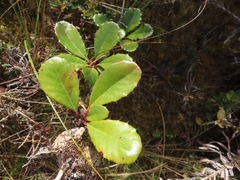 Berberis