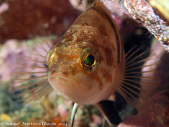Serranus hepatus
