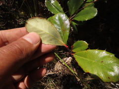 Berberis