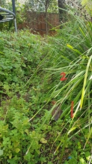 Alectura lathami lathami