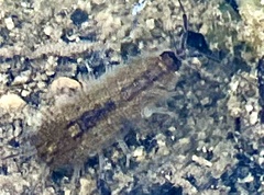 Lirceus