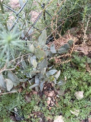 Simmondsia chinensis