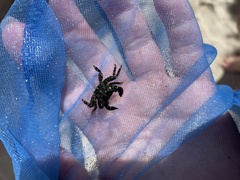 Pachygrapsus