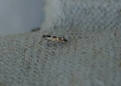 Macrosaccus robiniella