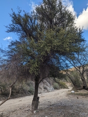 Sideroxylon occidentale