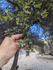 Sideroxylon occidentale