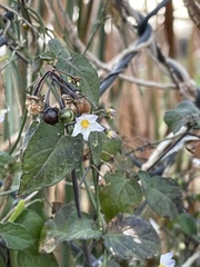 Solanum douglasii
