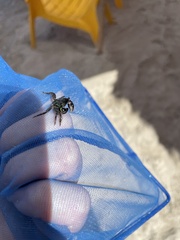 Pachygrapsus