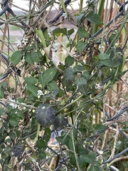 Solanum douglasii
