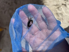 Pachygrapsus