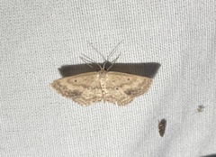 Scopula compensata