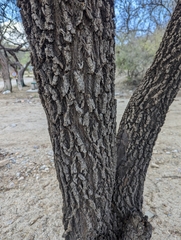 Sideroxylon occidentale