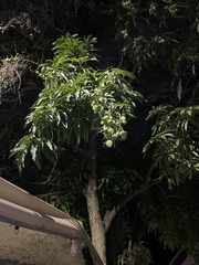 Mangifera