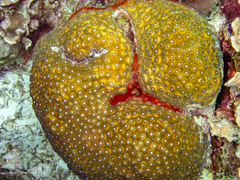 Montastraea cavernosa