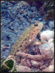 Ctenogobiops aurocingulus