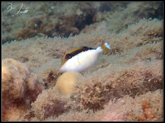 Sufflamen chrysopterum