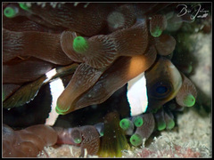 Amphiprion akindynos