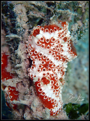 Botrylloides leachii