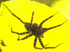 Dolomedes mankorlod