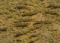Cyprinodontidae