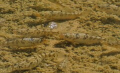 Cyprinodontidae