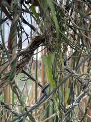 Funastrum heterophyllum