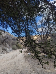 Sideroxylon occidentale