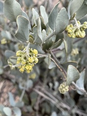 Simmondsia chinensis