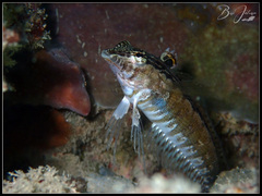 Parapercis australis