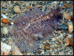 Pericelis