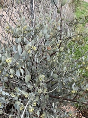 Simmondsia chinensis