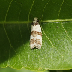 Eulechria triferella