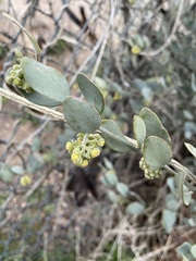 Simmondsia chinensis