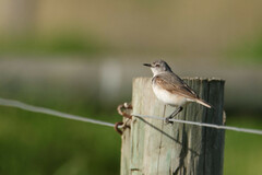 White-Fronted Chat photo 2