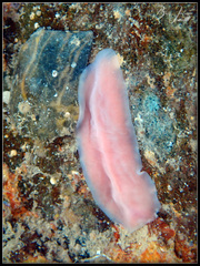 Acotylea