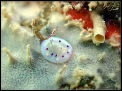 Goniobranchus kuniei