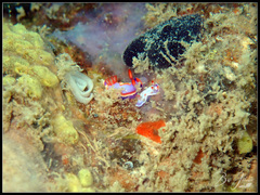 Thorunna purpuropedis