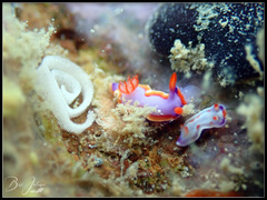 Thorunna purpuropedis